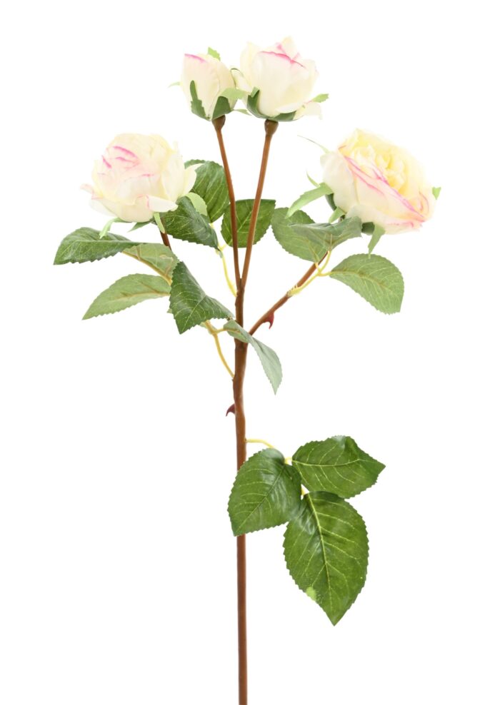 rose 60 scaled