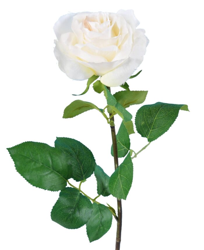 rose 66 1 scaled