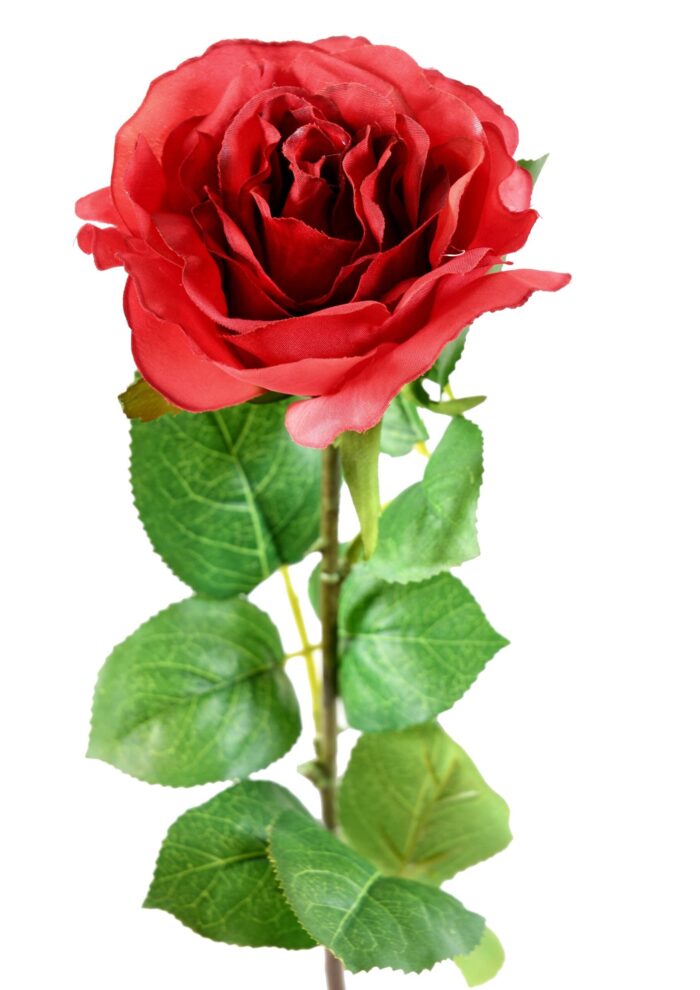 rose 66 2 scaled