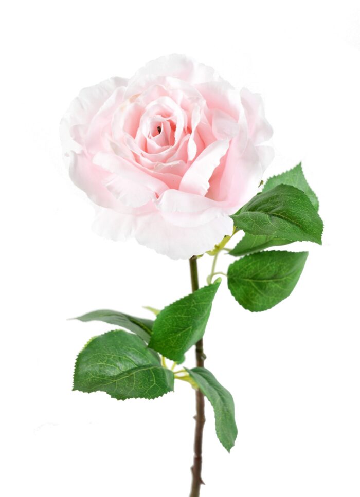 rose 66 3 scaled