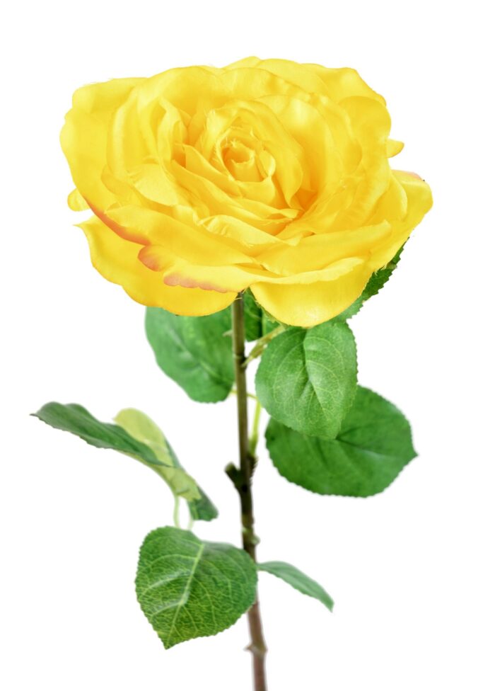 rose 66 4 scaled
