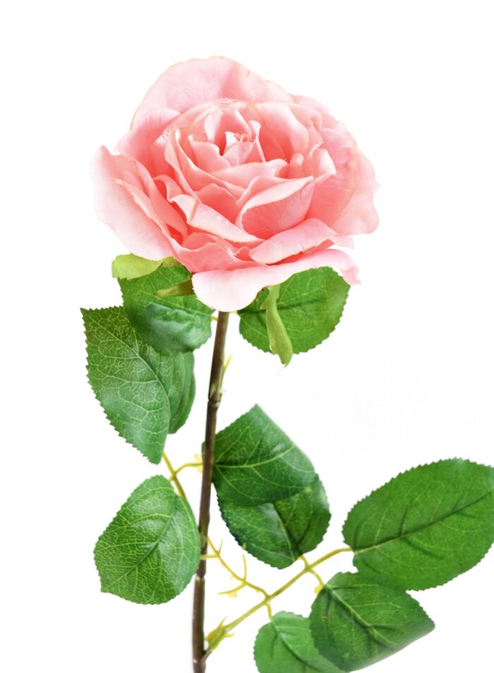 rose 66 scaled
