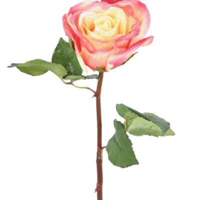 rose asperanza 1 scaled