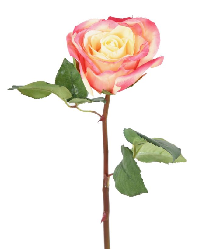 rose asperanza 1 scaled