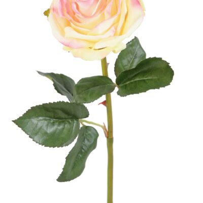 rose asperanza scaled