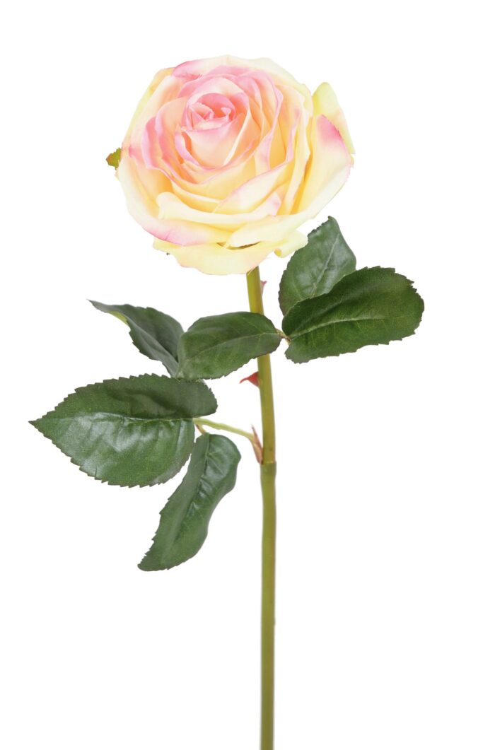 rose asperanza scaled