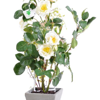 rose bush in pot 50 cm