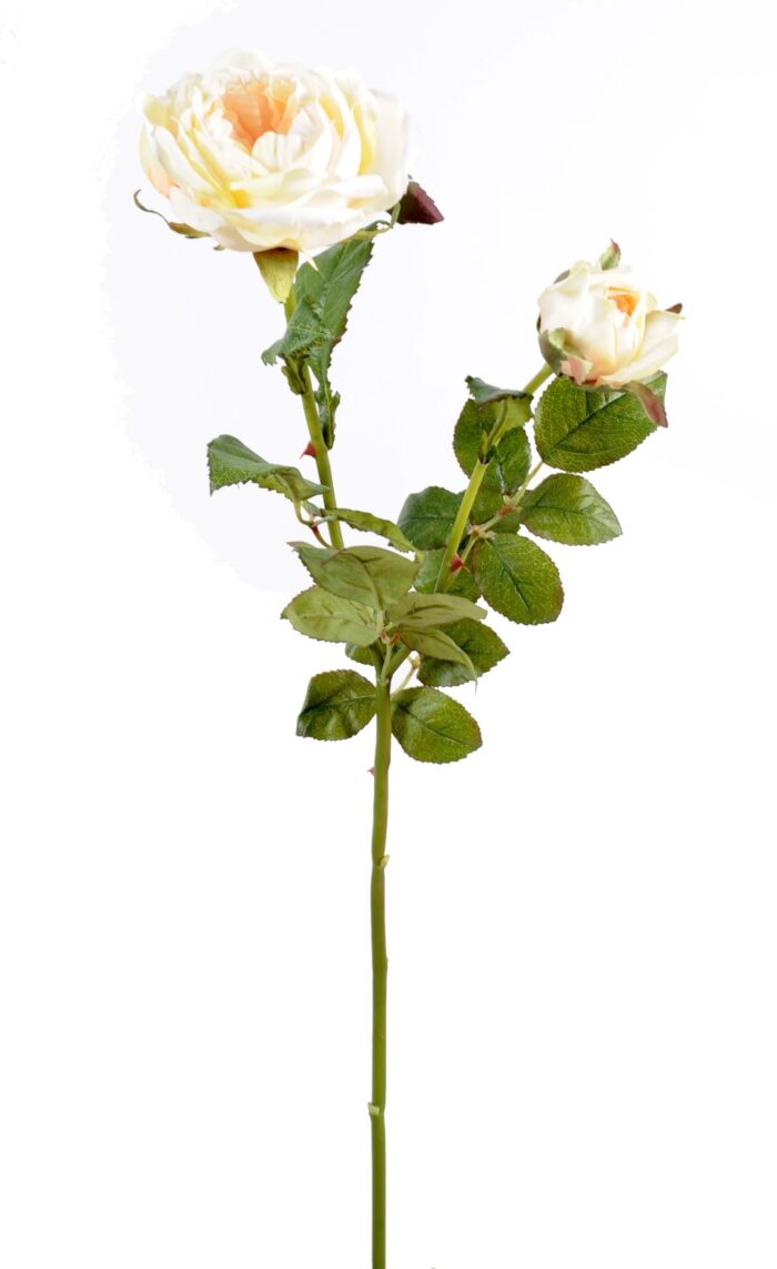 rose damask 1fl 1bt