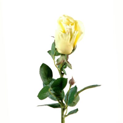 rose joey button open