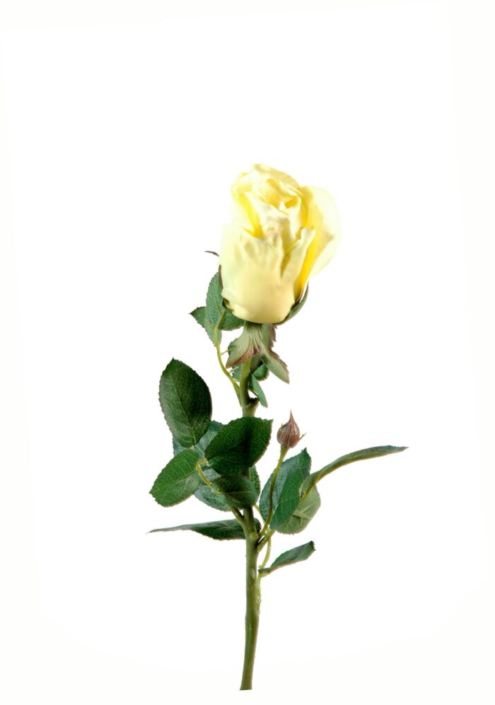 rose joey button open