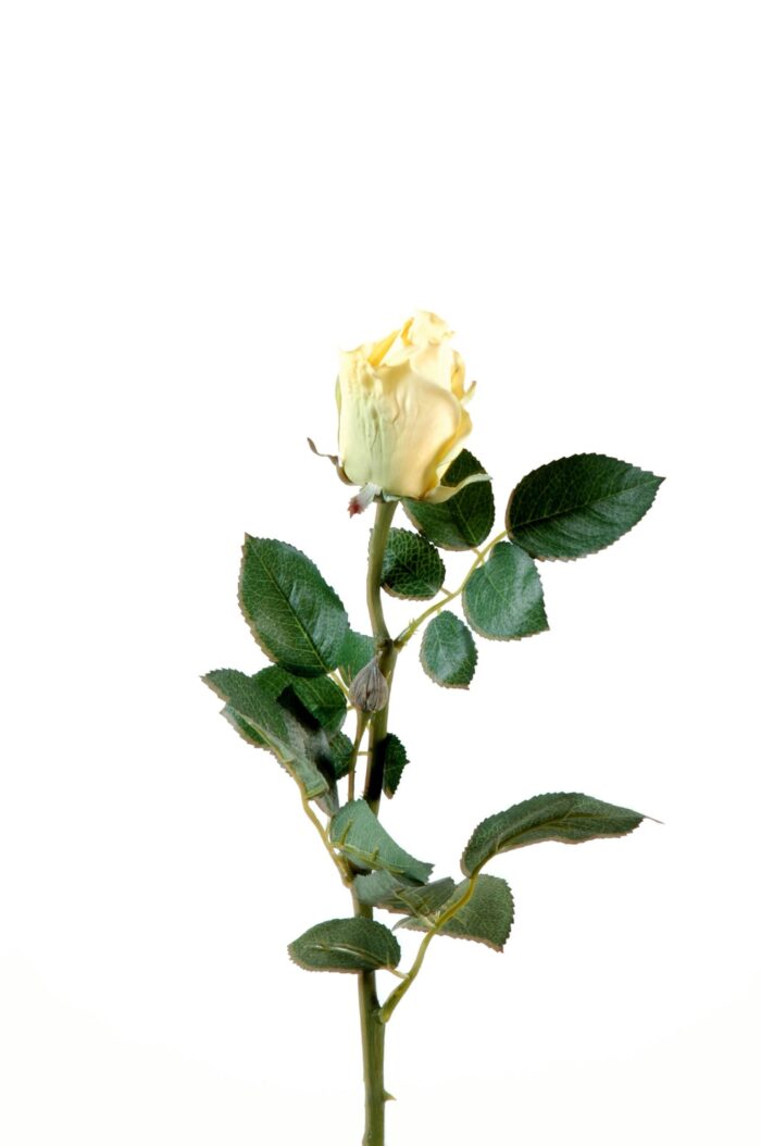 rose joey closed
