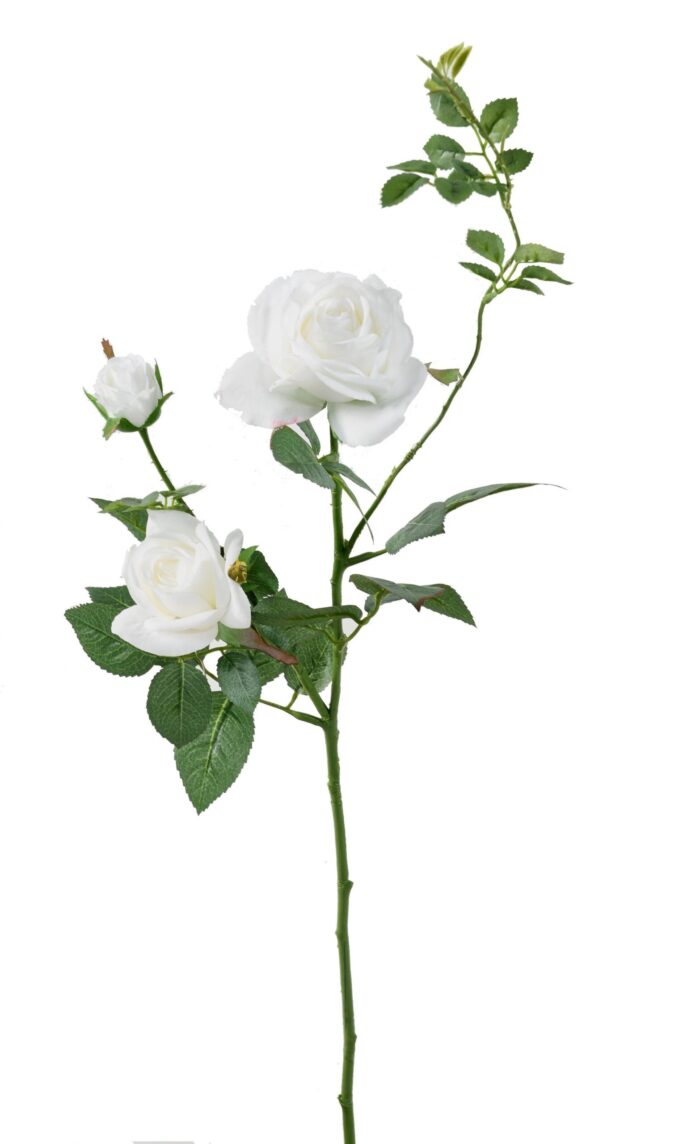 rose medio scaled