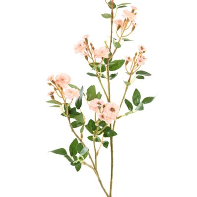 rose mini 77 1 scaled