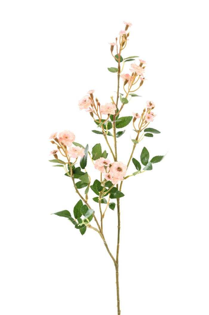 rose mini 77 1 scaled