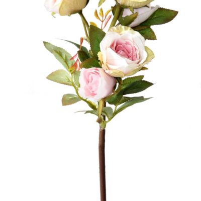 rose multi spray 45 2 scaled