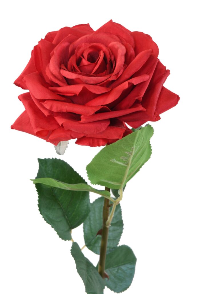 rose scaled