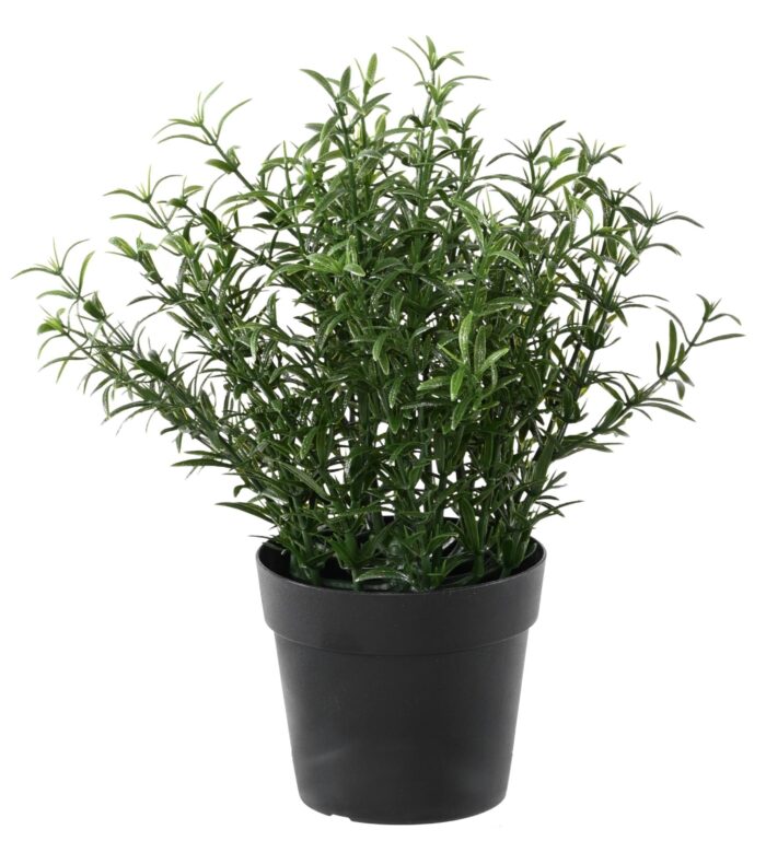 rosemary 24 jar