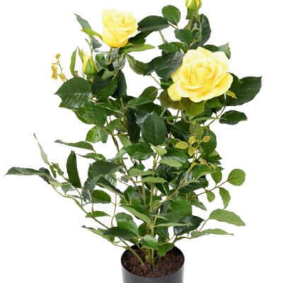 rosier royal 1 scaled