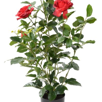 rosier royal 3 scaled