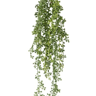 ruta muraria asplenium fall scaled