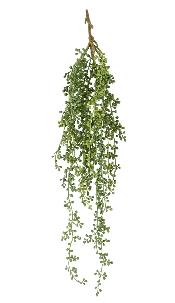 ruta muraria asplenium fall scaled