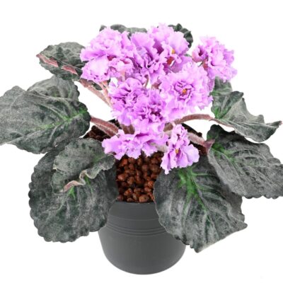 saintpaulia 1 scaled