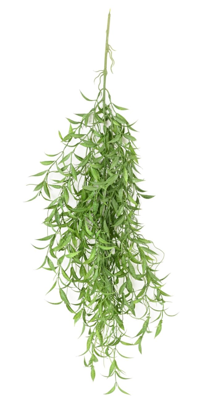 salix 1 scaled