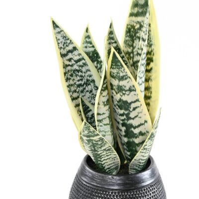 sanseveria 49 1 scaled
