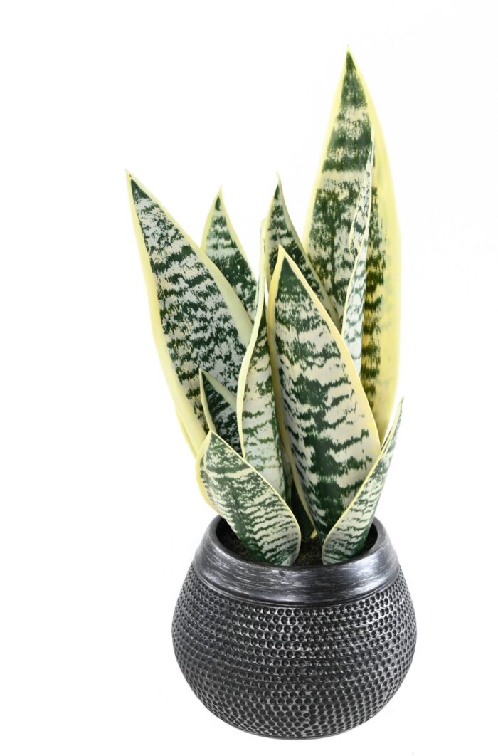 sanseveria 49 1 scaled