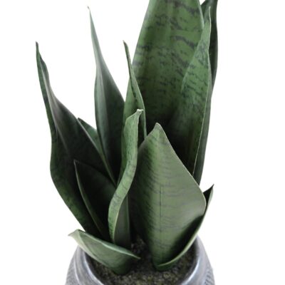 sanseveria 49 scaled