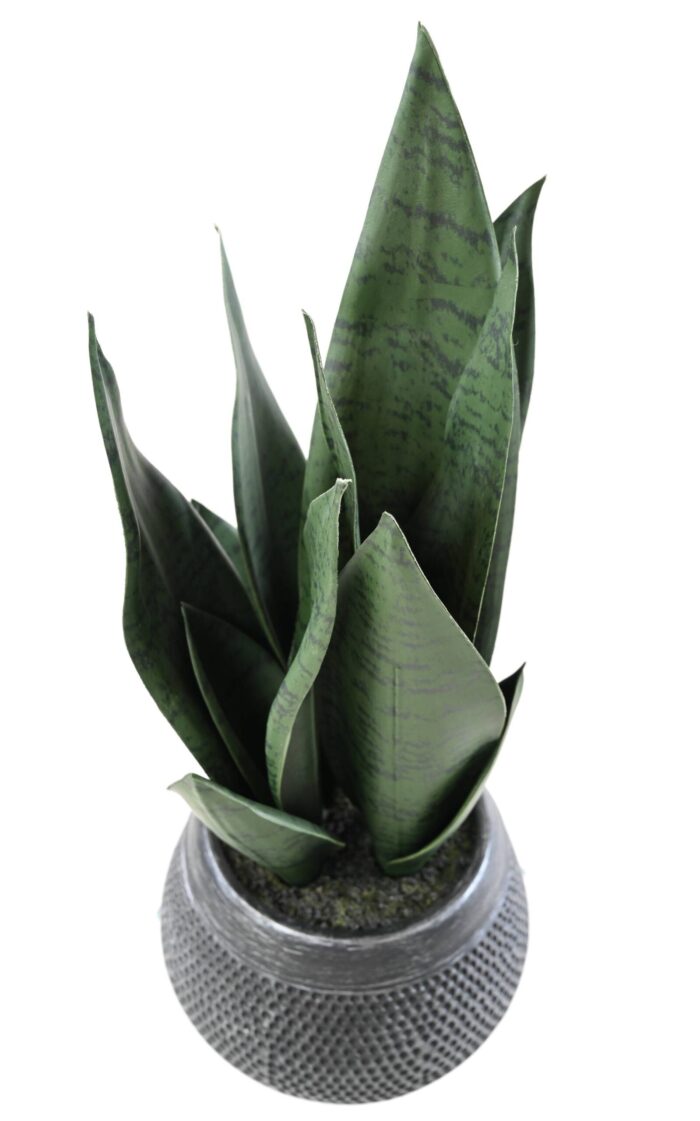 sanseveria 49 scaled