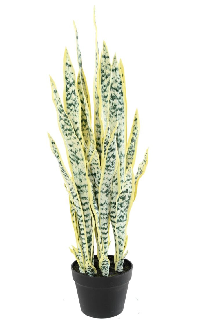 sanseveria 85 1 scaled