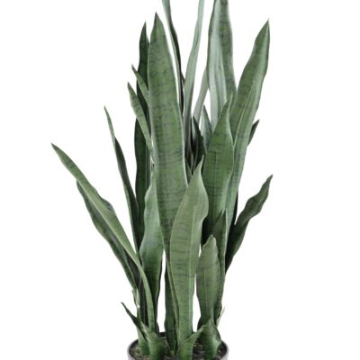 sanseveria 85 scaled