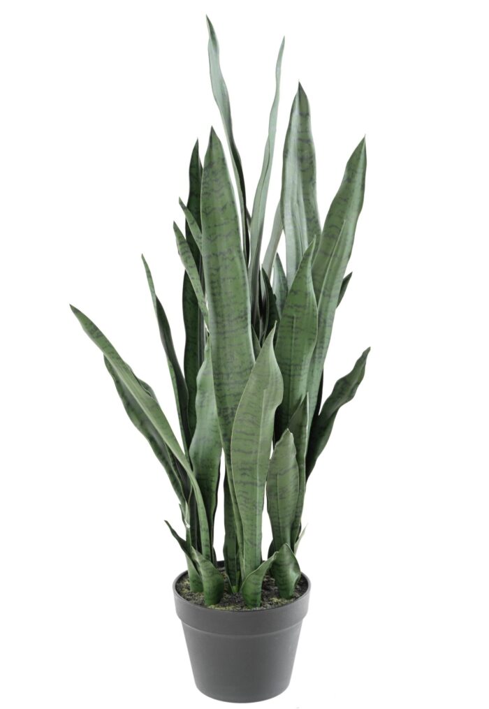 sanseveria 85 scaled