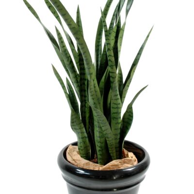 sansevieria 1
