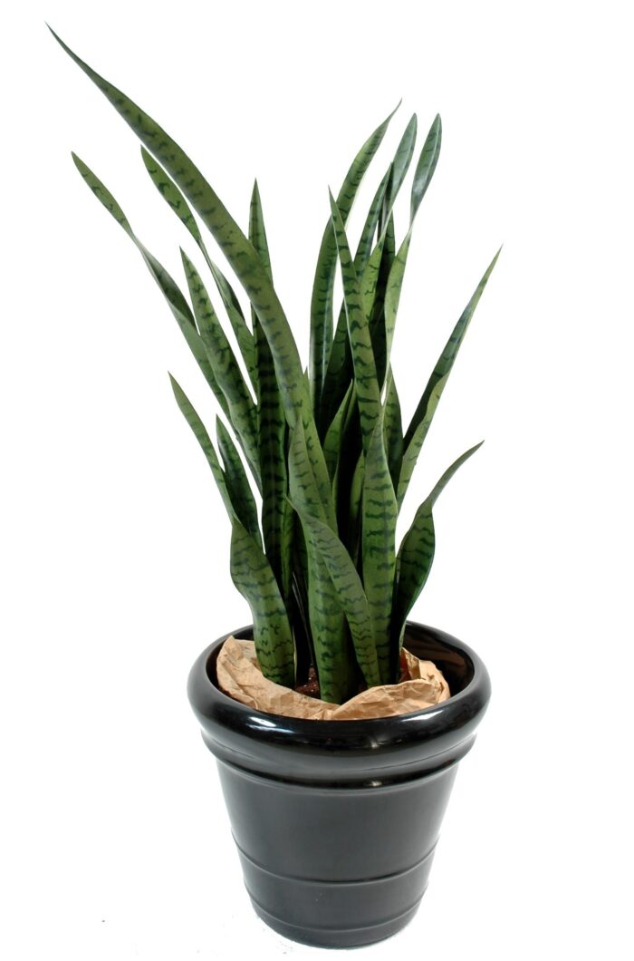 sansevieria 1