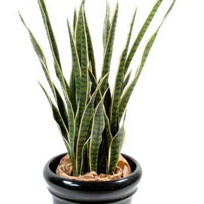 sansevieria 2