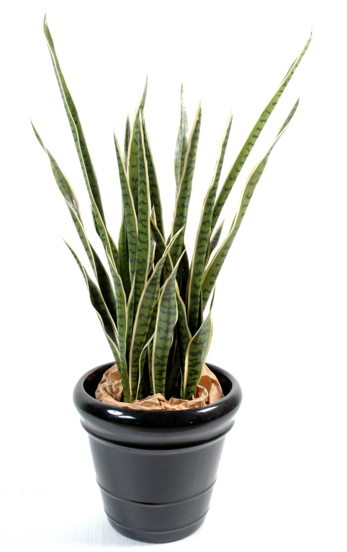 sansevieria 2