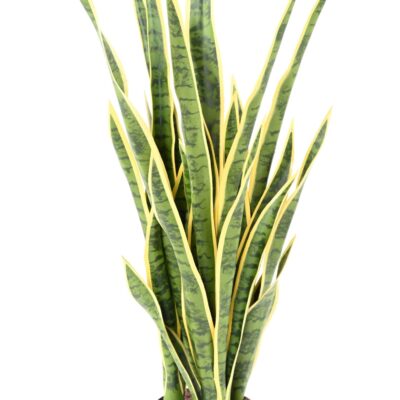 sansevieria 85 scaled