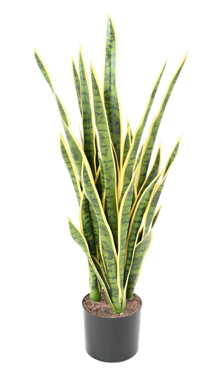 sansevieria 85 scaled