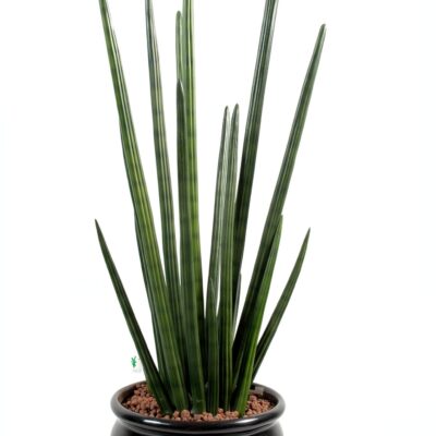 sansevieria cylindrica