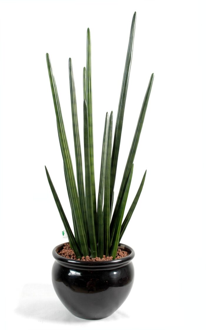 sansevieria cylindrica