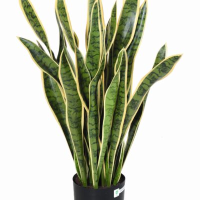sansevieria large fr fire resistant 1