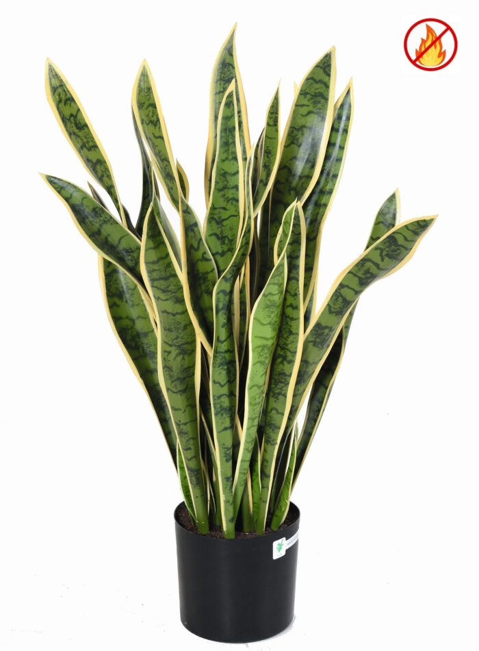sansevieria large fr fire resistant 1