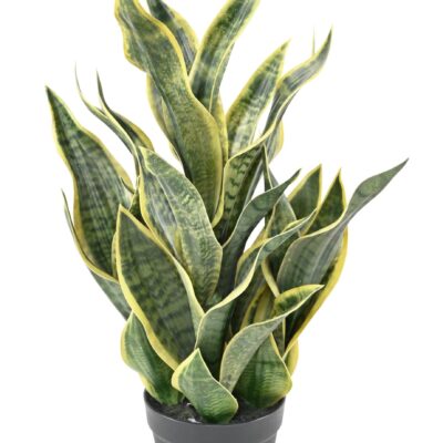 sansevieria masoniana 66 scaled