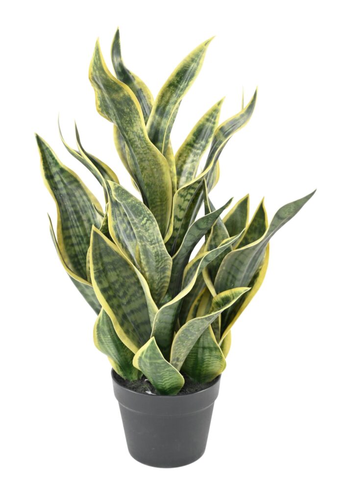 sansevieria masoniana 66 scaled