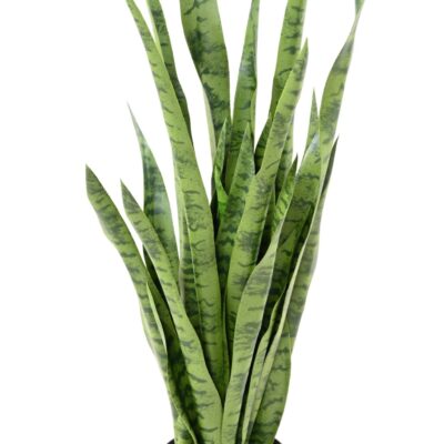 sansevieria scaled
