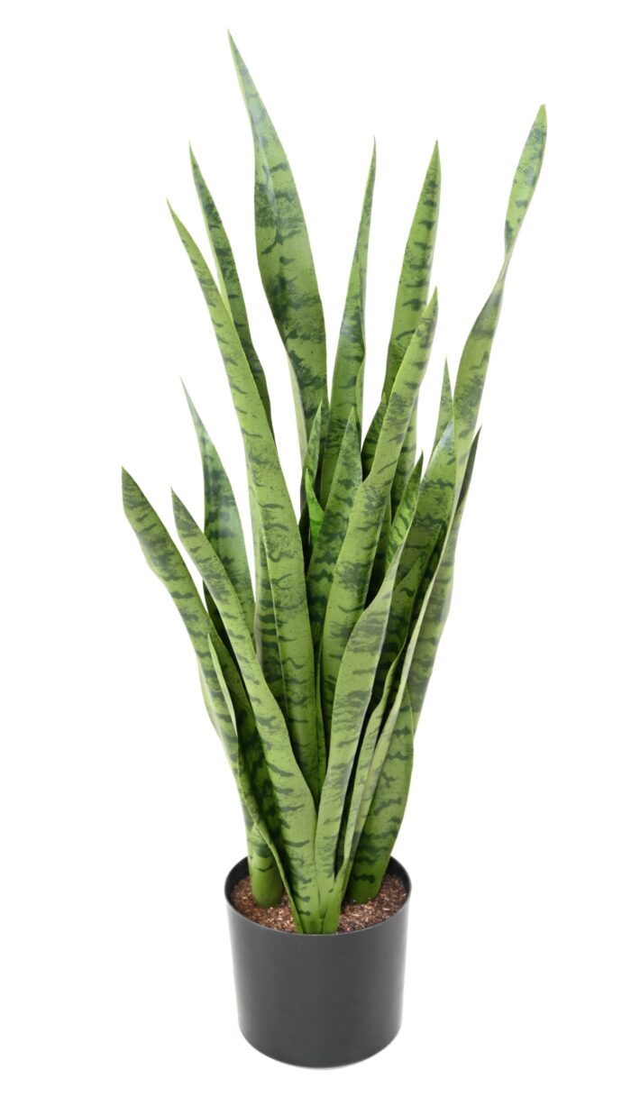 sansevieria scaled