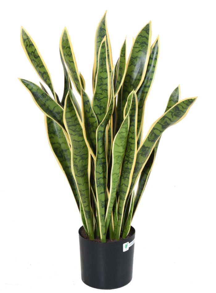 sansevieria wide 1 scaled