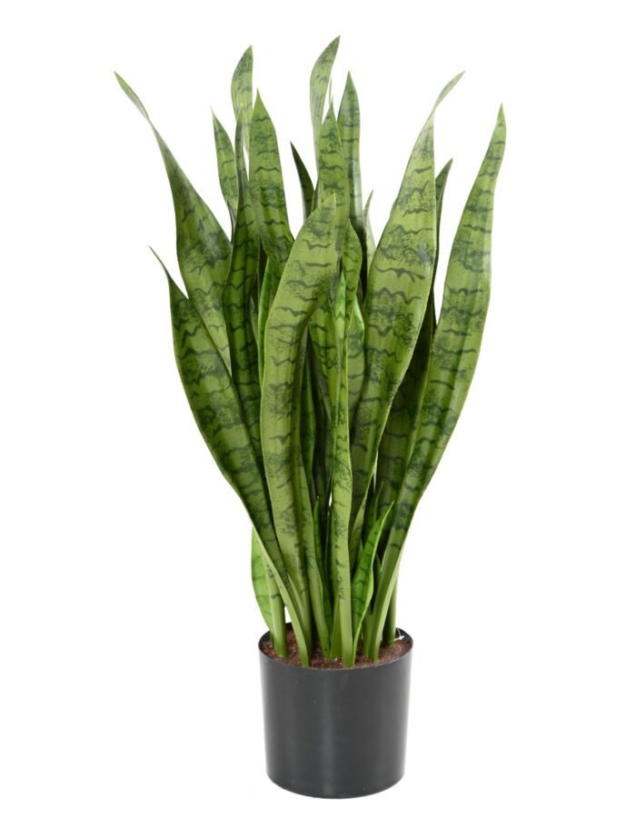 sansevieria wide scaled